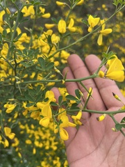 Calicotome spinosa