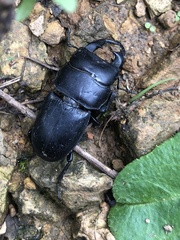 Dorcus