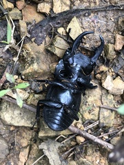 Dorcus