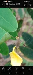 Araneae