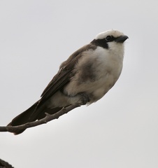 Eurocephalus ruppelli