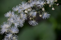 Actaea podocarpa