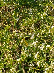 Tabernaemontana catharinensis