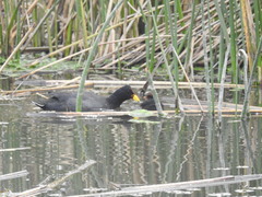Fulica rufifrons