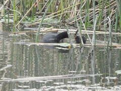 Fulica rufifrons