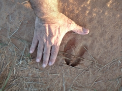 Blastocerus dichotomus
