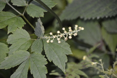 Actaea podocarpa