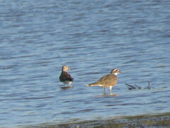 Calidris melanotos