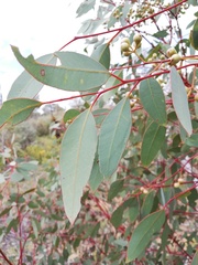 Eucalyptus drummondii