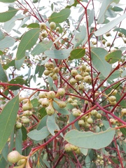 Eucalyptus drummondii