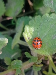 Harmonia axyridis