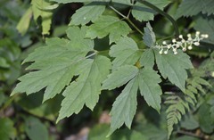 Actaea podocarpa