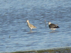 Calidris melanotos