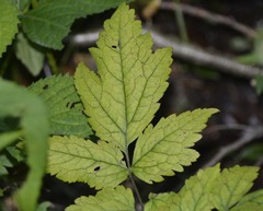 Actaea podocarpa