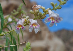 Chilopsis linearis arcuata