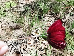 Cosmos scabiosoides