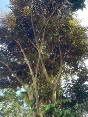 Chrysophyllum