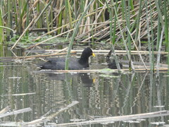 Fulica rufifrons