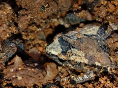 Microhyla