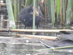 Fulica rufifrons