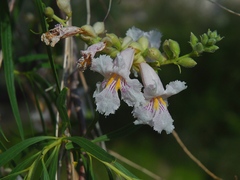 Chilopsis linearis arcuata
