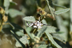 Misumenoides