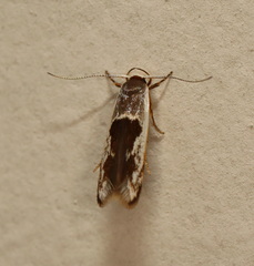 Stathmopoda megathyma