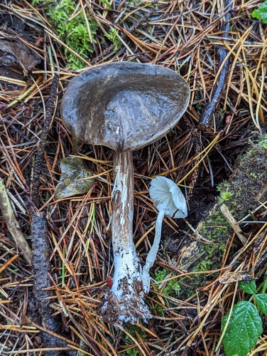 Lépiote de Brébisson