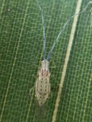 Takecallis arundinariae