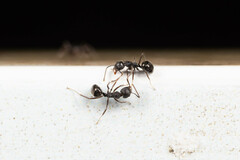 Dolichoderus thoracicus