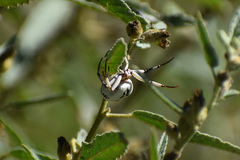 Misumenoides