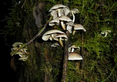 Hypholoma subviride