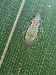 Takecallis arundinariae