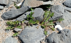 Lepidium tenuicaule