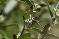 Misumenoides