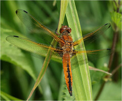 Libellula fulva