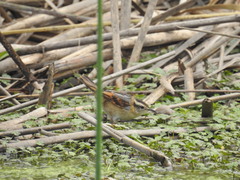 Phleocryptes melanops