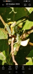 Mantodea