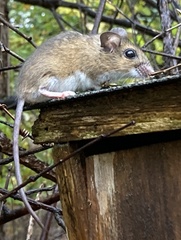 Peromyscus leucopus