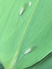 Takecallis arundinariae