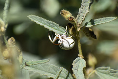 Misumenoides