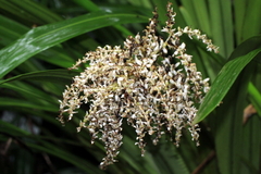 Helmholtzia glaberrima