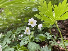 Anemonastrum flaccidum
