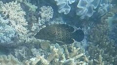 Cephalopholis cyanostigma