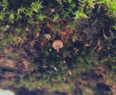 Mycena meliigena