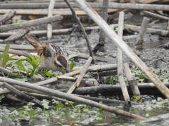 Phleocryptes melanops