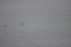 Calidris maritima