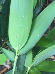 Takecallis arundinariae