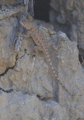 Sceloporus merriami