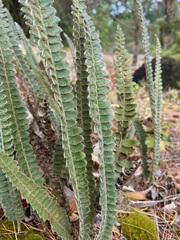 Pleopeltis lepidopteris
